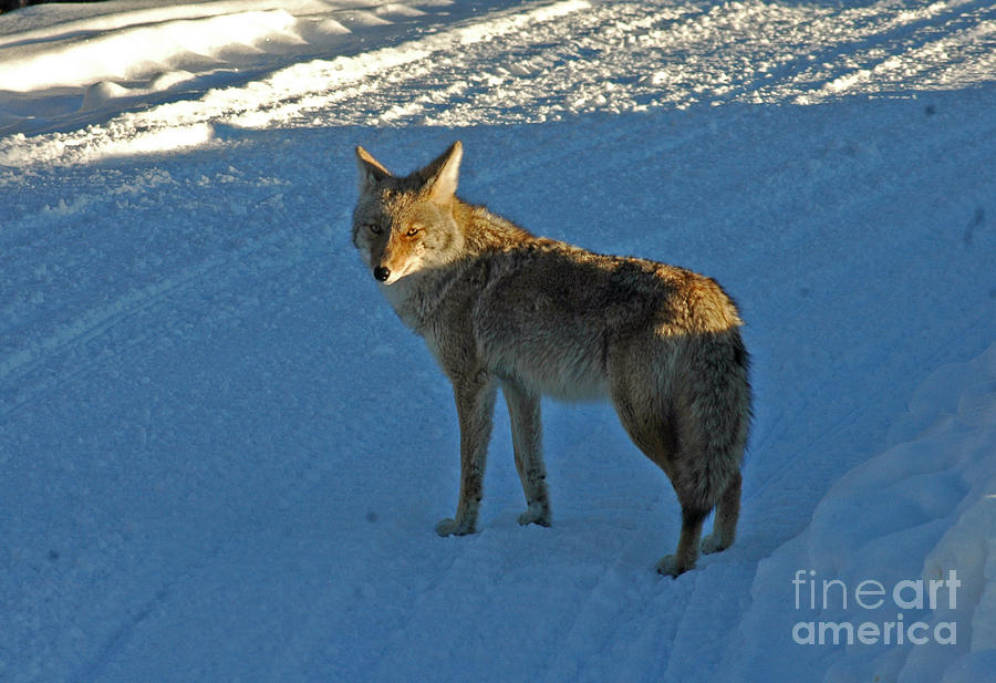 150P Coyote Photograph by NightVisions