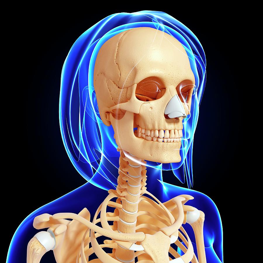 Female Skeleton Photograph by Pixologicstudio/science Photo Library ...