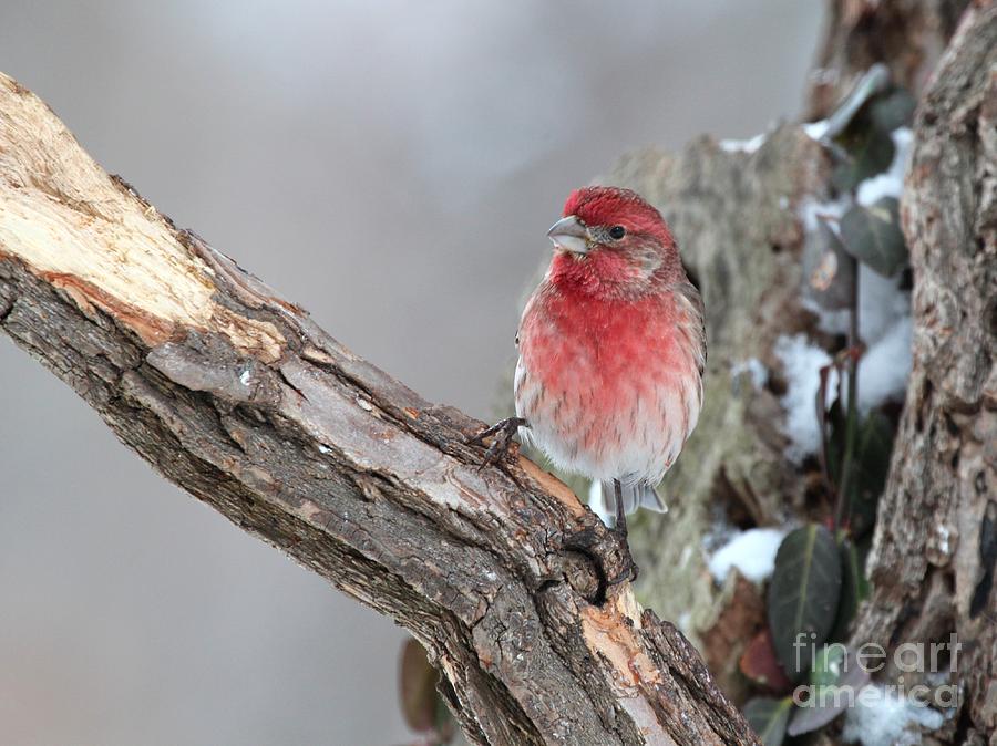 House Finch #151 Photograph by Jack R Brock