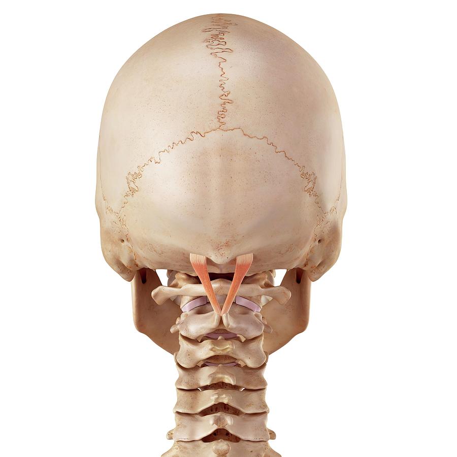 Skull Photograph - Neck Muscles #151 by Sebastian Kaulitzki/science Photo Library
