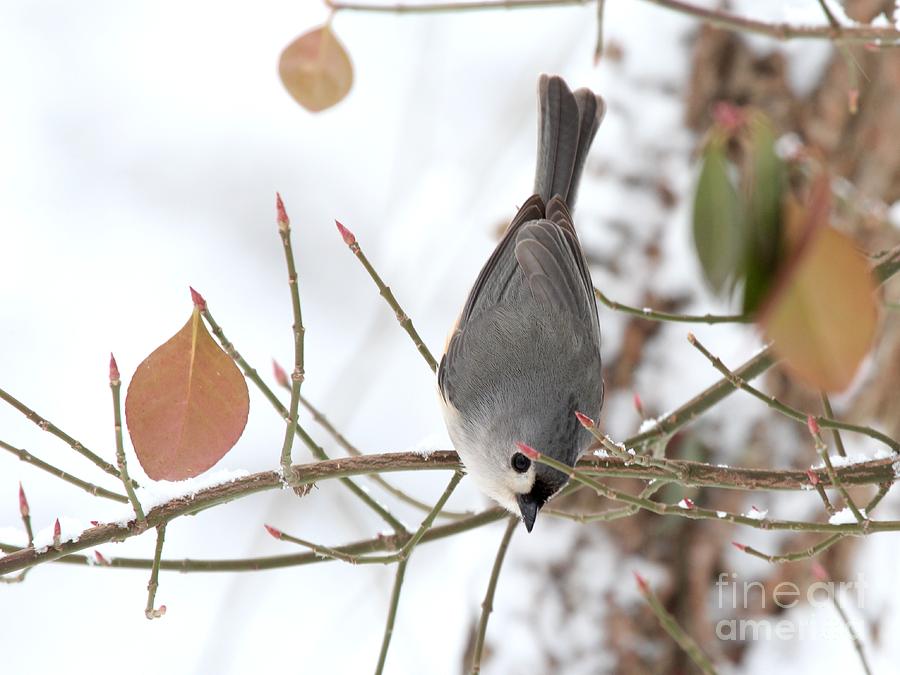 Tufted Titmouse #151 Photograph by Jack R Brock
