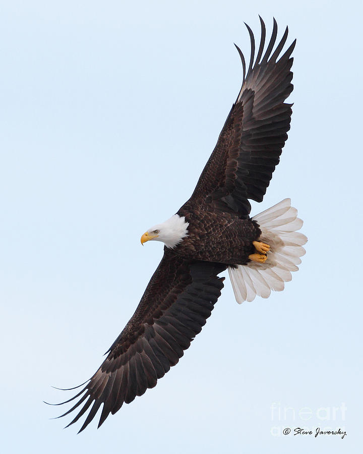 Bald Eagle #152 Photograph by Steve Javorsky