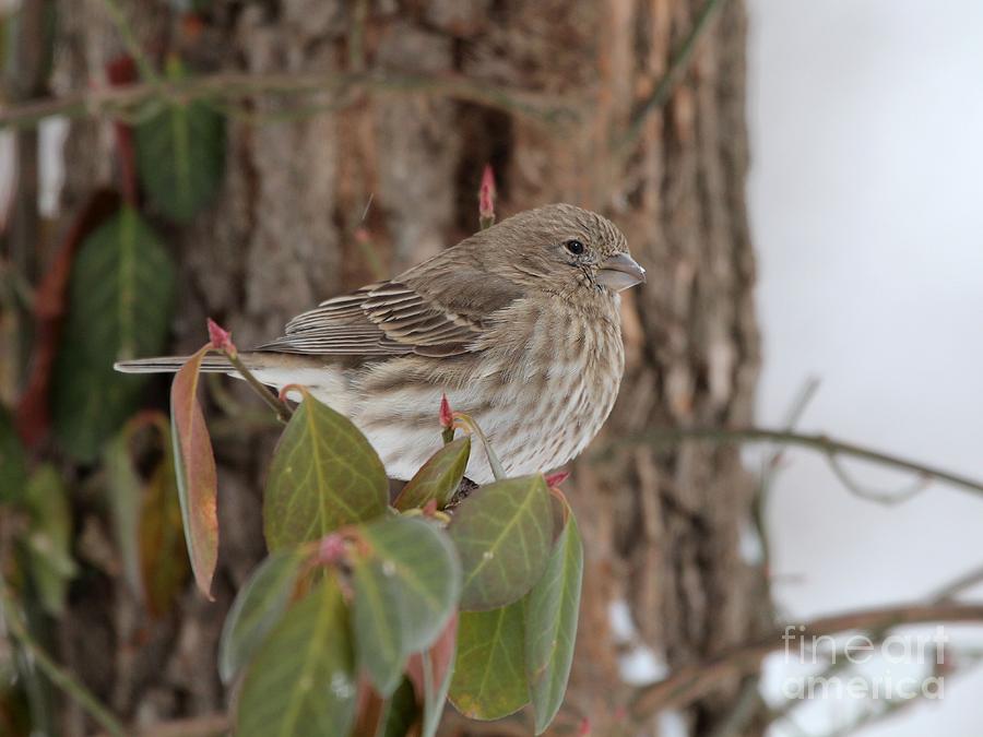 House Finch #152 Photograph by Jack R Brock