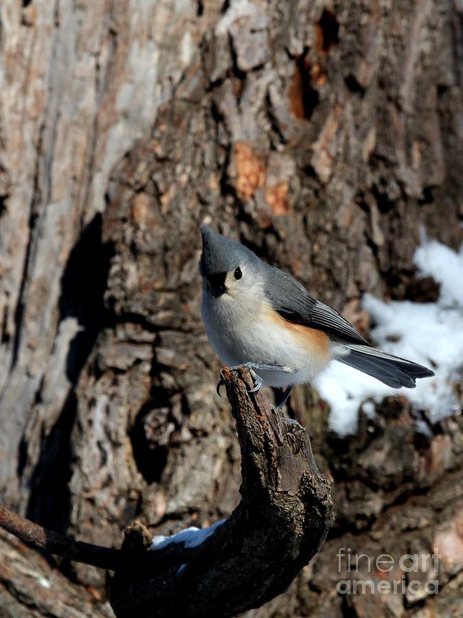 Tufted Titmouse #152 Photograph by Jack R Brock