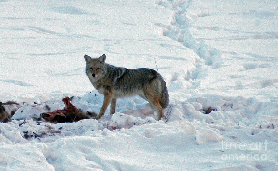 152P Coyote Photograph by NightVisions
