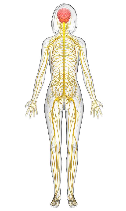 Female Nervous System Photograph by Pixologicstudio/science Photo ...