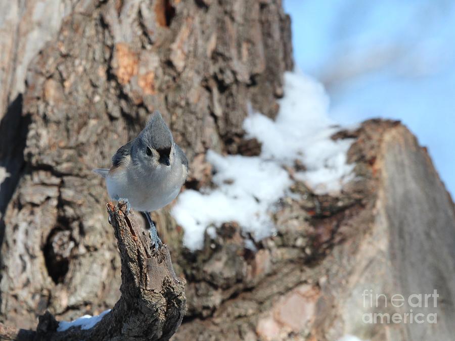 Tufted Titmouse #153 Photograph by Jack R Brock
