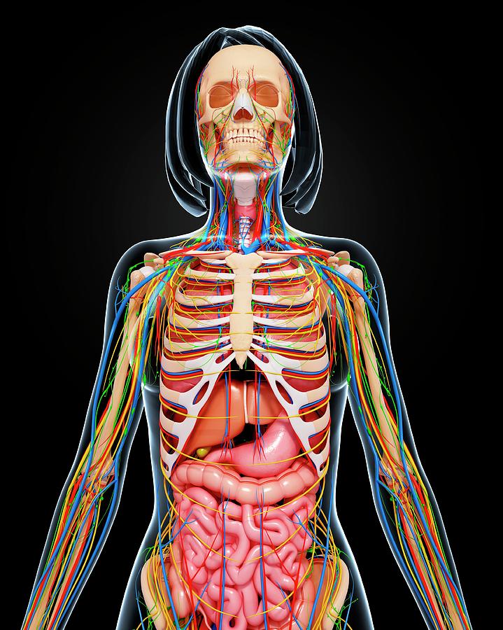 Female Anatomy Photograph by Pixologicstudio/science Photo Library ...