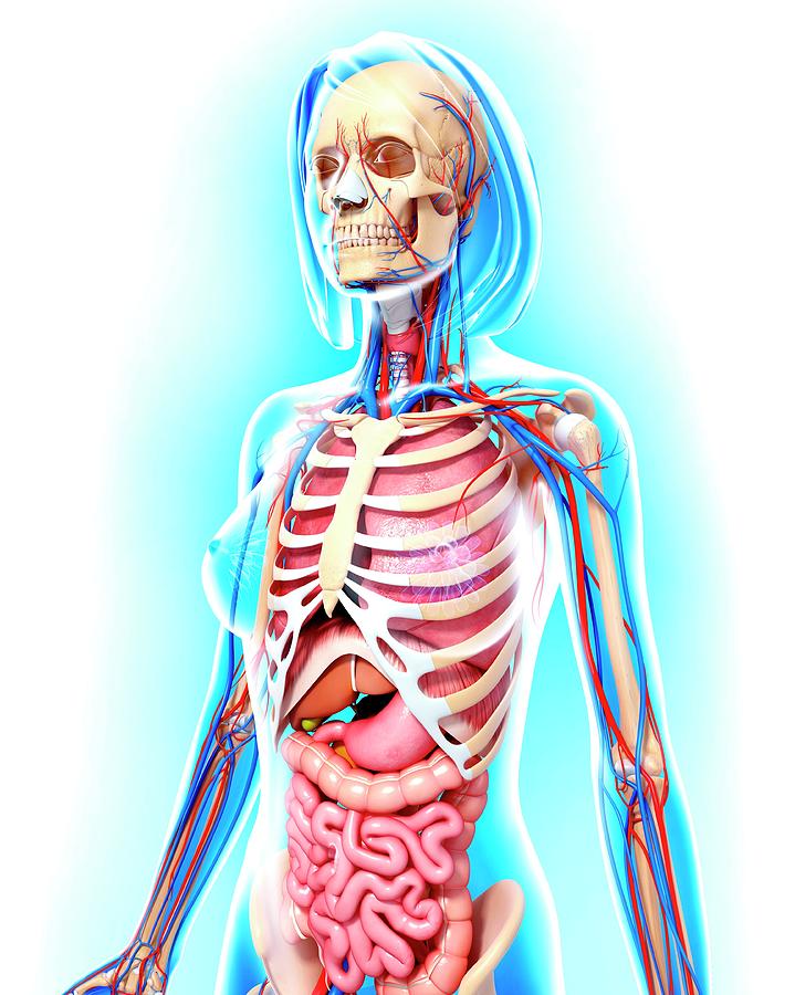 Female Anatomy Photograph by Pixologicstudio/science Photo Library