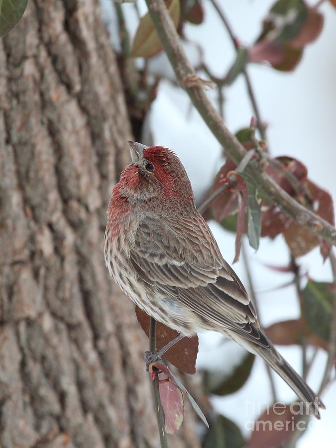 House Finch #154 Photograph by Jack R Brock