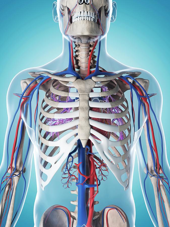 Human Vascular System Anatomy My Xxx Hot Girl