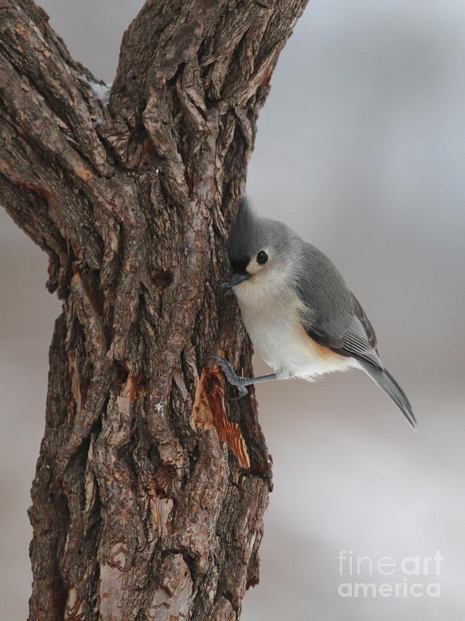 Tufted Titmouse #154 Photograph by Jack R Brock
