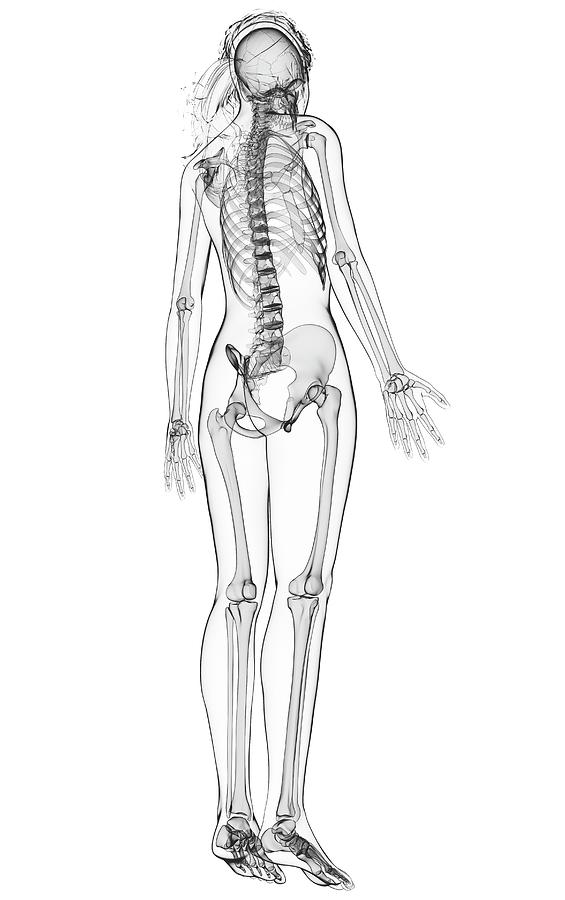 Female Skeleton #155 Photograph by Pixologicstudio/science Photo ...