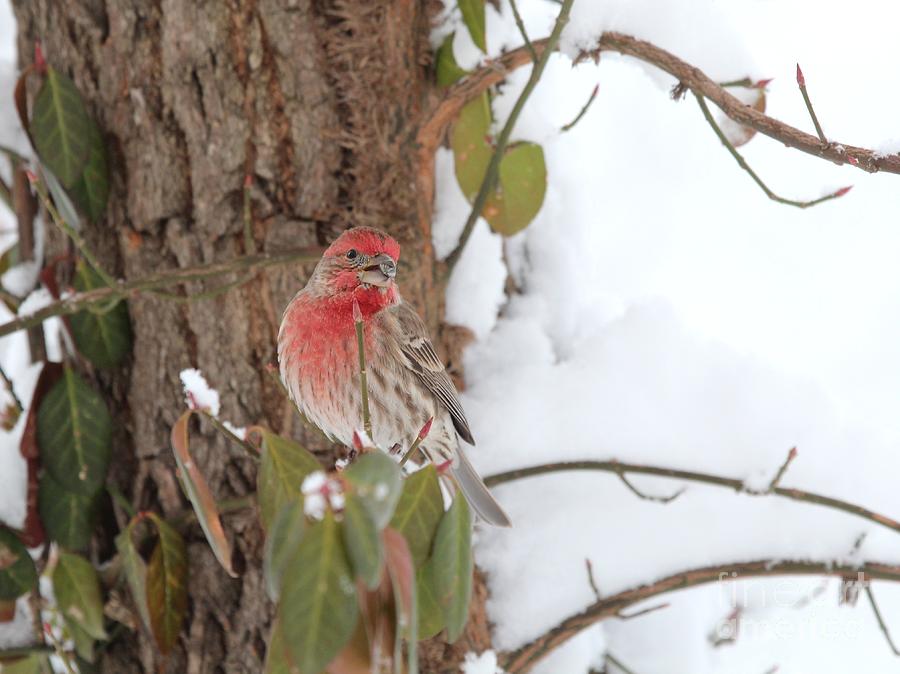 House Finch #155 Photograph by Jack R Brock
