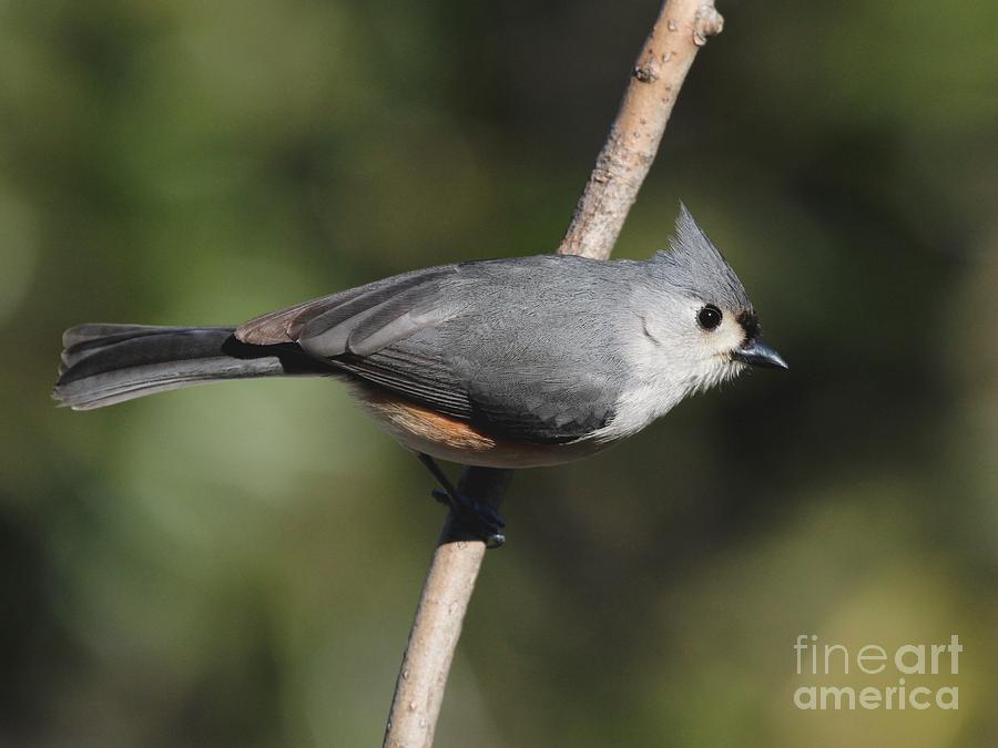 Tufted Titmouse #155 Photograph by Jack R Brock