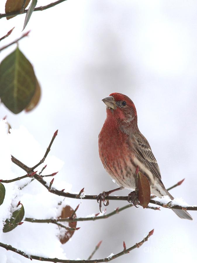 House Finch #156 Photograph by Jack R Brock