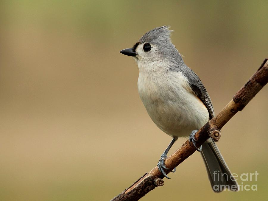 Tufted Titmouse #156 Photograph by Jack R Brock