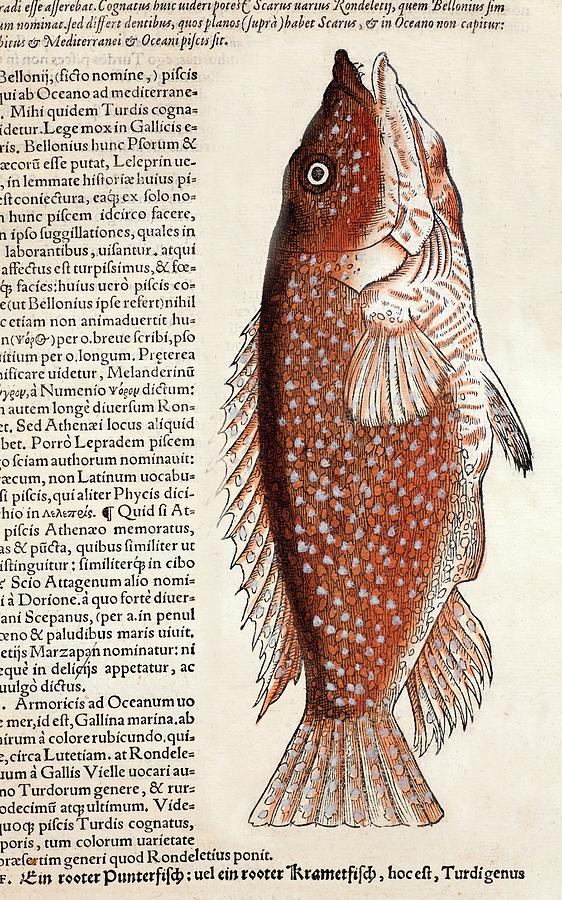 1560 Gesner Early Fish Illustration Photograph by Paul D Stewart/science Photo Library