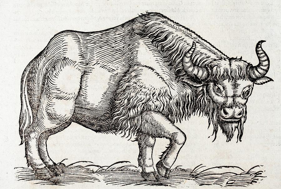 1560 Gesner European Bison Wisent Photograph by Paul D Stewart