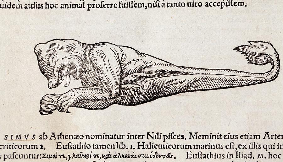 1560 Gesner Foetal Sea Monster Photograph by Paul D Stewart