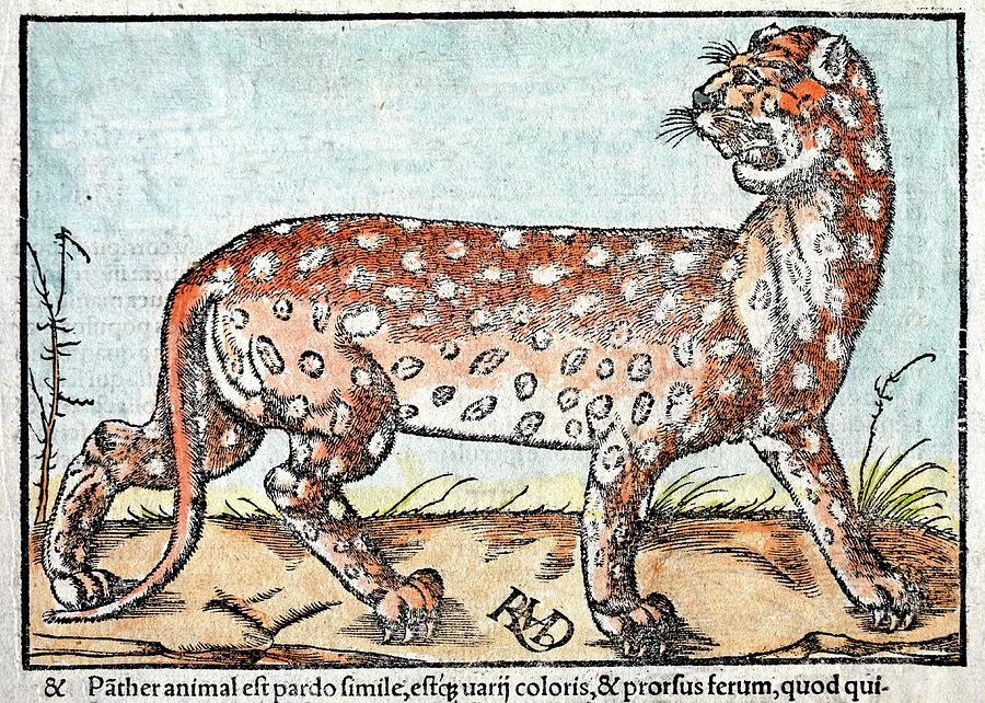 1560 Leopard Munster Cosmographia Photograph by Paul D Stewart