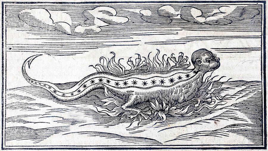 1560 Munster Legendary Fire Salamander Photograph by Paul D Stewart