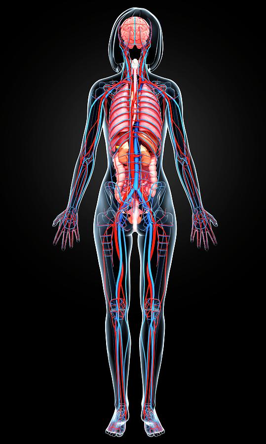 Female Anatomy Photograph by Pixologicstudio/science Photo Library ...