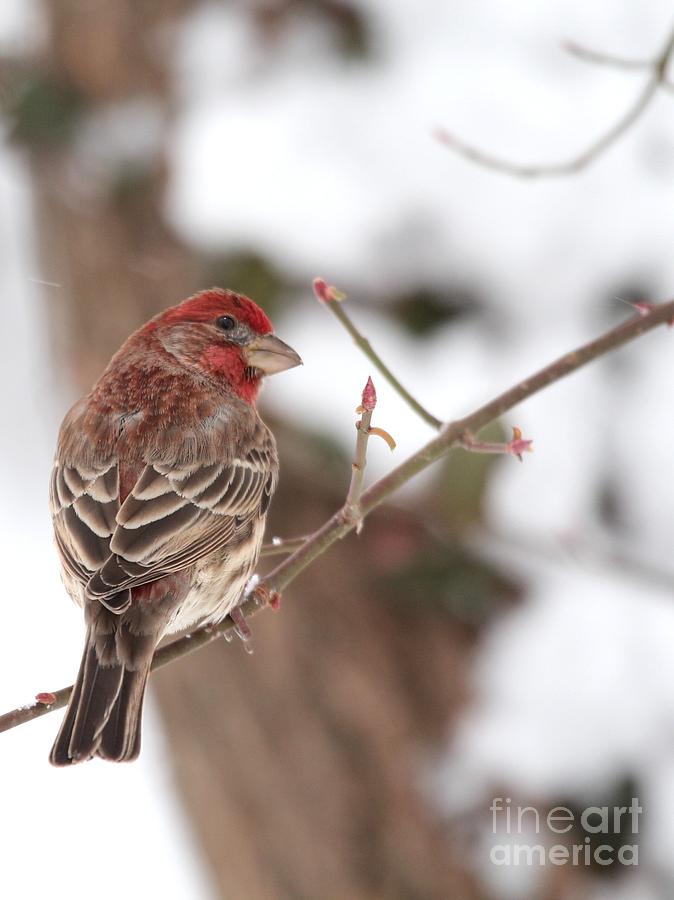 House Finch #157 Photograph by Jack R Brock