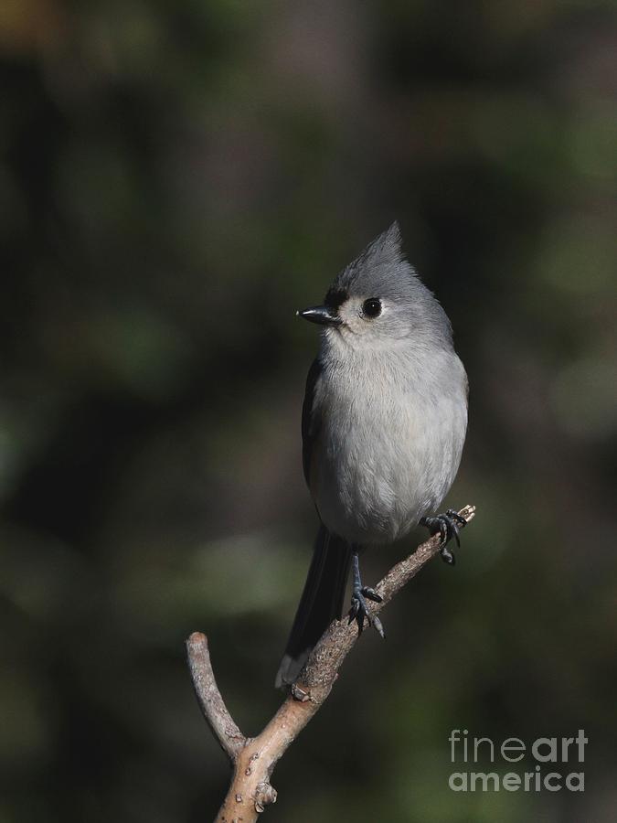 Tufted Titmouse #157 Photograph by Jack R Brock