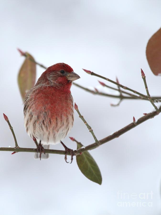 House Finch #158 Photograph by Jack R Brock