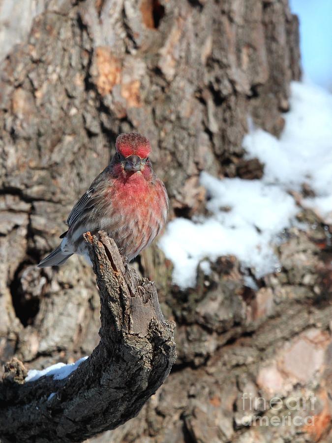 House Finch #159 Photograph by Jack R Brock