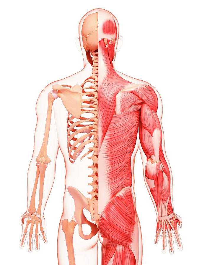 Скелет человека с мышцами