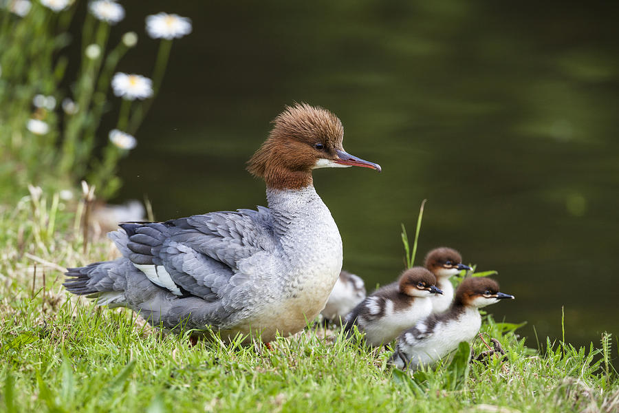 Common Merganser and Chicks Photograph by Konrad Wothe
