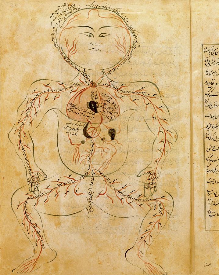 15th Century Drawing Of The Circulatory System Photograph by National Library Of Medicine/science Photo Library