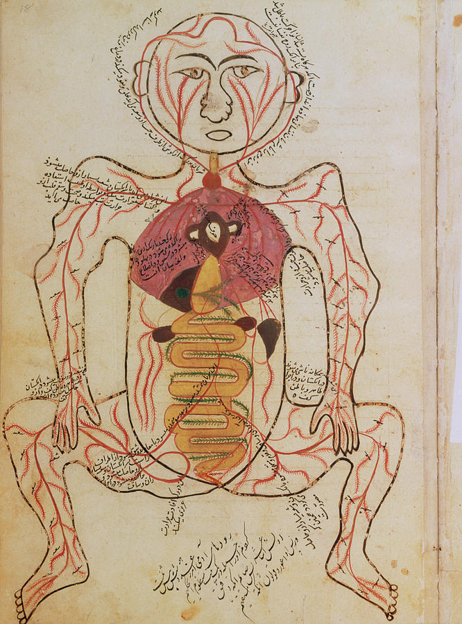15th Century Drawing Of The Gut And Arteries. Photograph by National Library Of Medicine/science Photo Library
