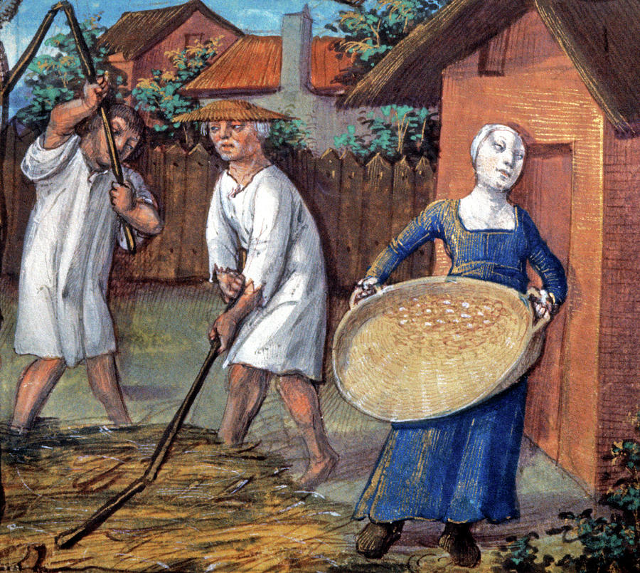 15th Century Wheat Threshing Photograph by Cci Archives/science Photo Library