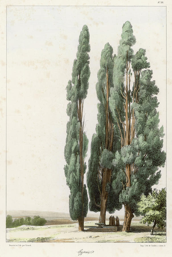 Date Circa 1850 Drawing by Mary Evans Picture Library | Fine Art America