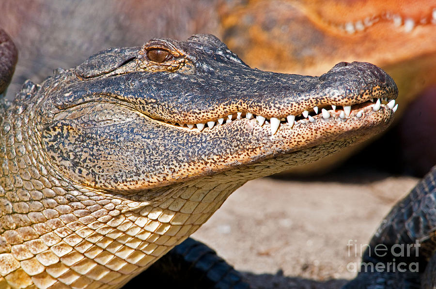 American Alligator #16 Photograph by Millard H. Sharp