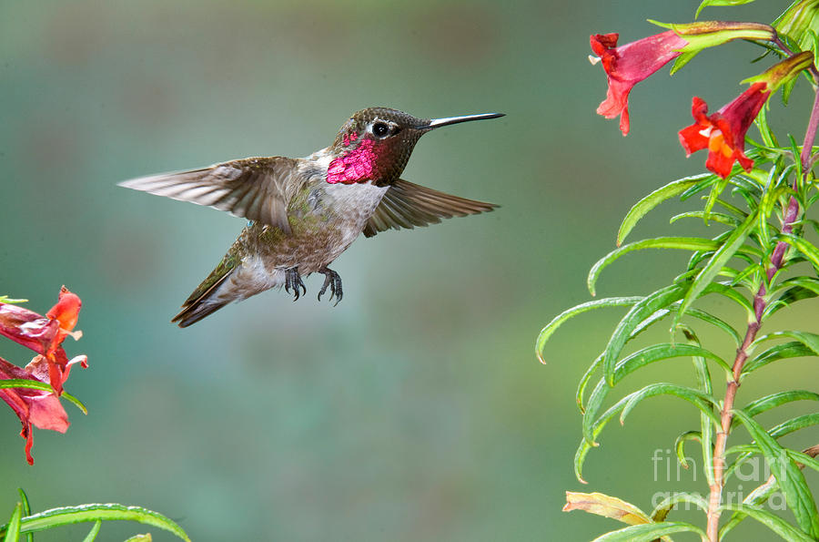 Annas Hummingbird #16 Photograph by Anthony Mercieca