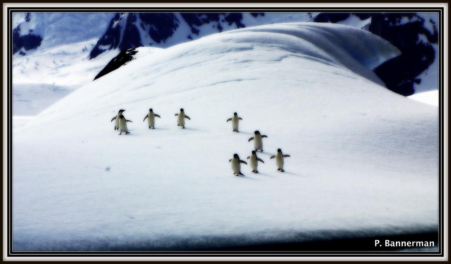 Antarctica #16 Photograph by Paul James Bannerman