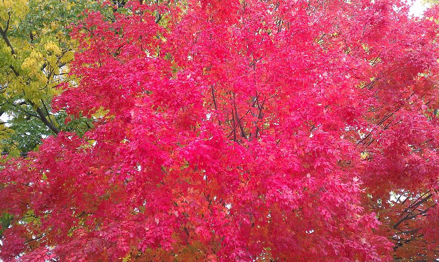 Autumn Color #12 Photograph by Kenny Glover