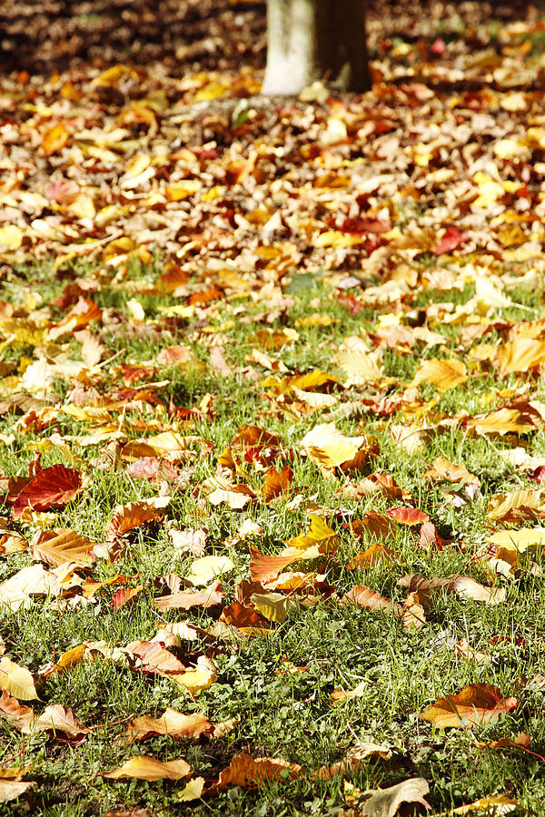 Autumn #16 Photograph by Les Cunliffe