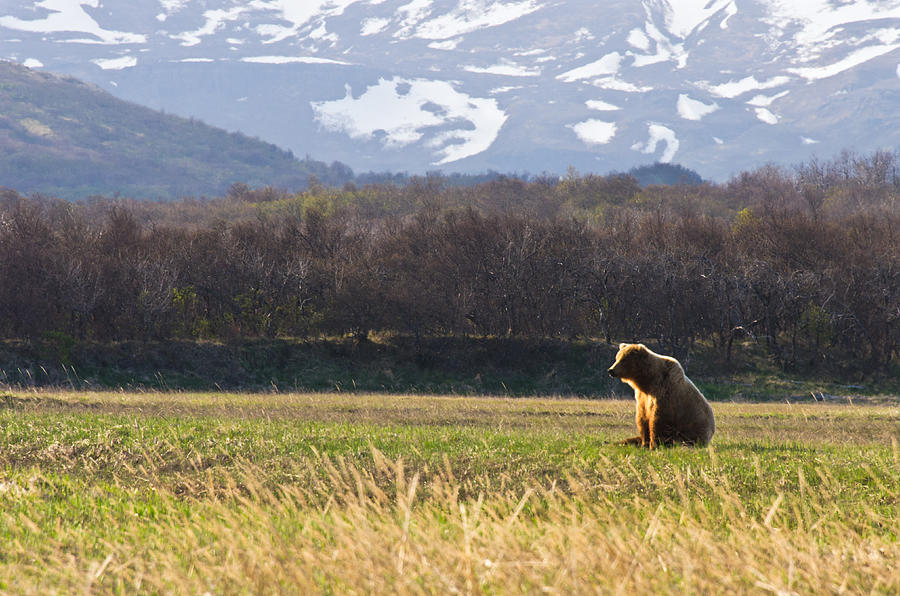 Nature Photograph - Bear in Hallo Bay in Katmai National Park Alaska #16 by Natasha Bishop