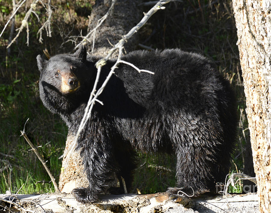 Black Bear #2 Photograph by Dennis Hammer