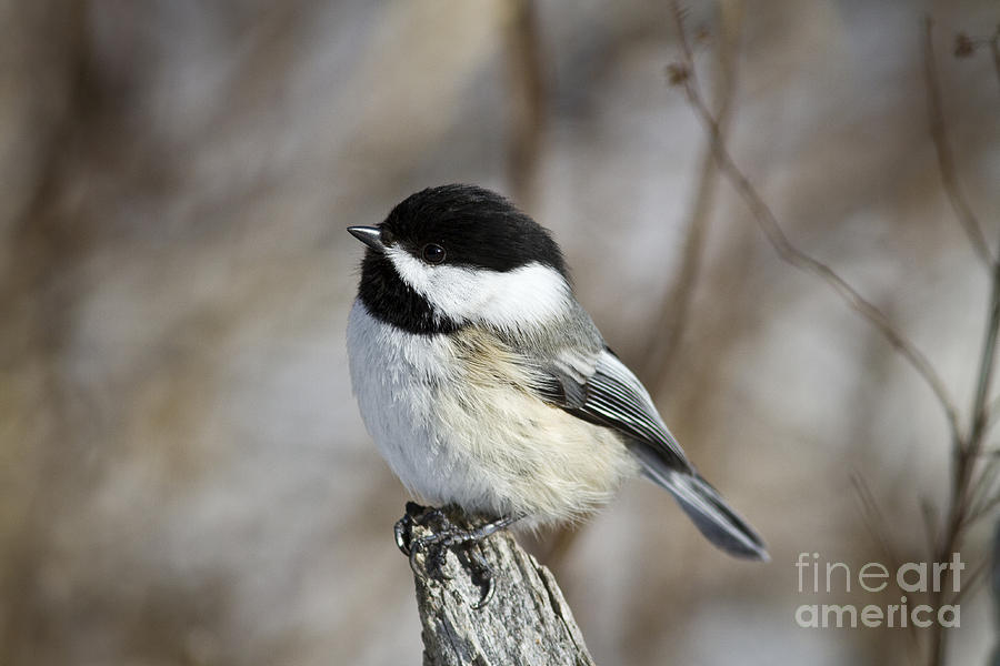 Black-capped Chickadee #16 Photograph by Linda Freshwaters Arndt