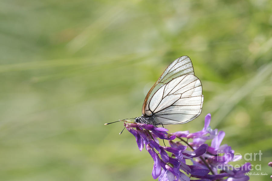 Black-veined White Butterfly #16 Photograph by Jivko Nakev