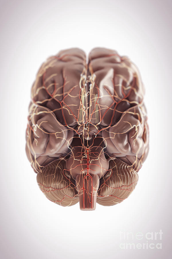 Brain With Blood Supply #16 Photograph by Science Picture Co