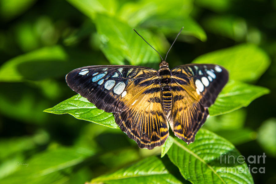 Butterfly #16 Photograph by Rene Triay FineArt Photos