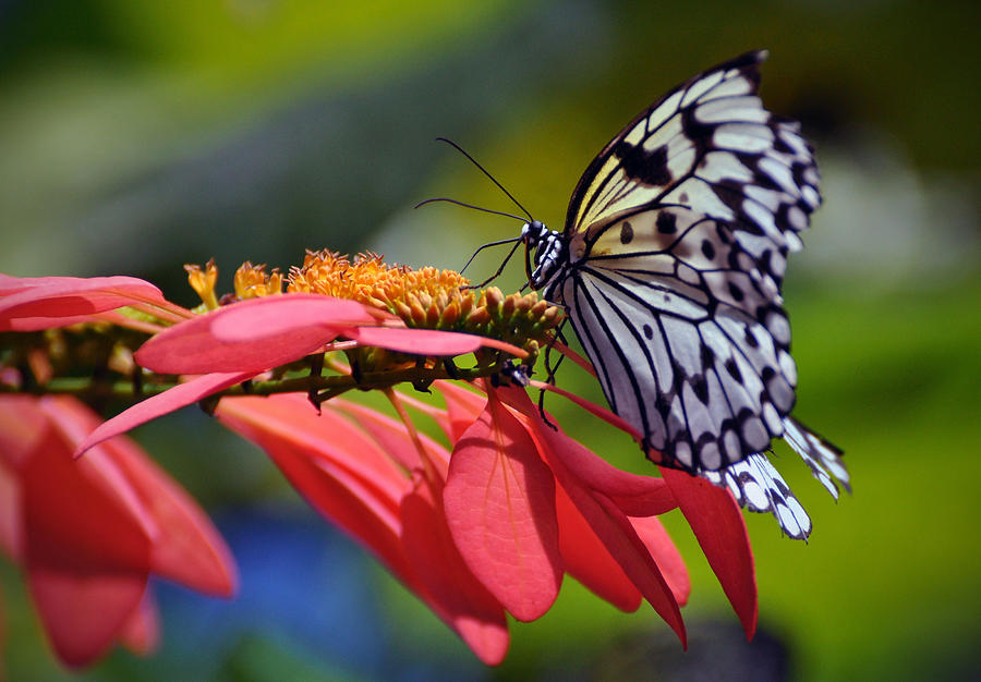 Butterfly #7 Photograph by Savannah Gibbs