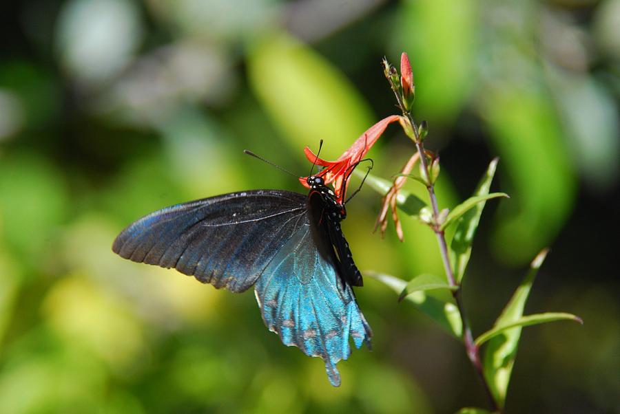 Butterfly #16 Photograph by Tam Ryan Butterfly #16 Photograph by Tam Ryan